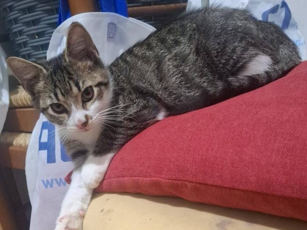 Vuoi adottare un gatto a Teramo?