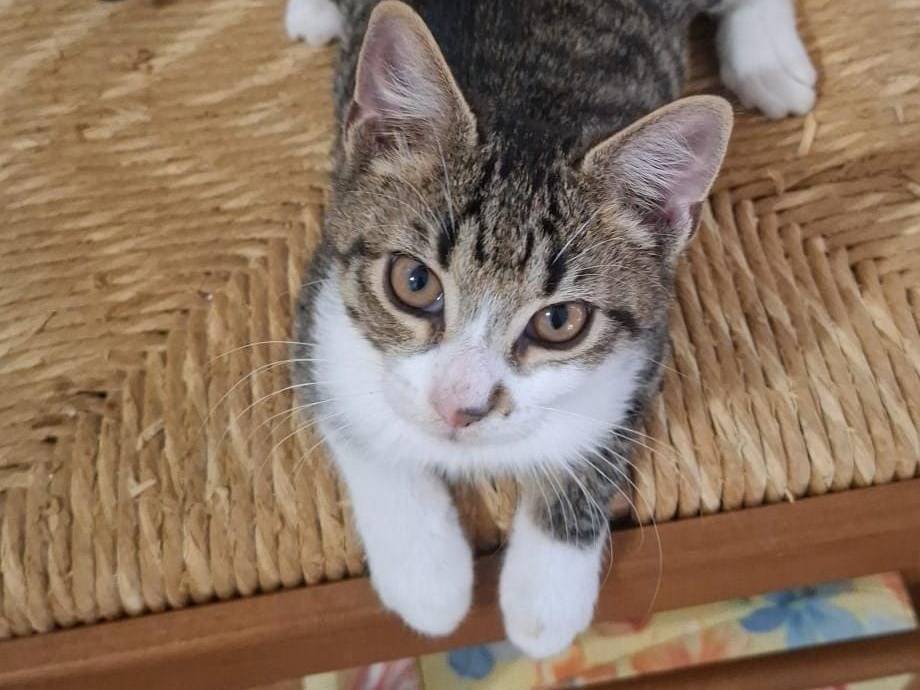Adotta il gatto Messner  a Teramo