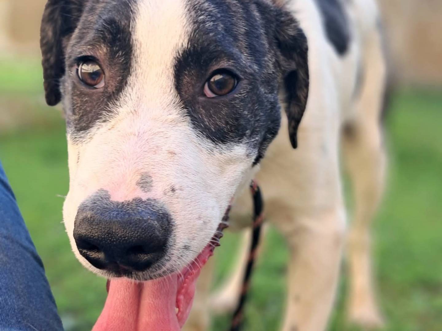 Adozione cane, maschio, Razza sconosciuta Razza sconosciuta, 3 mesi, taglia grande, Messina