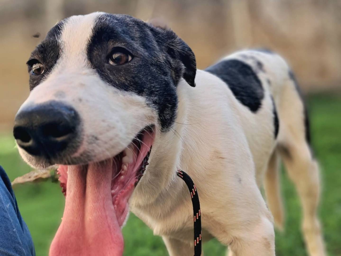 Adotta un cane, maschio, 3 mesi, Messina