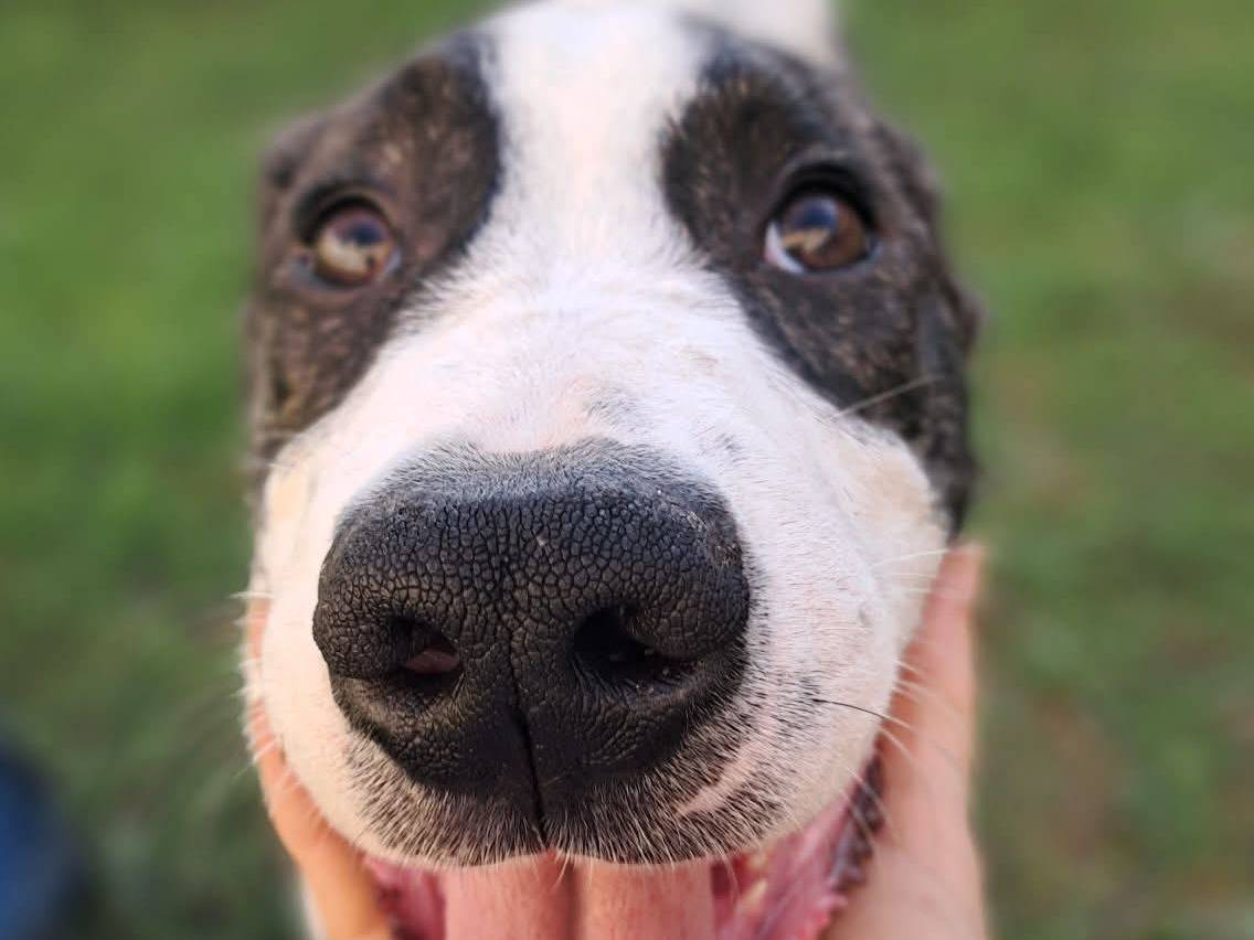 Adotta un cane, taglia grande, maschio, Messina