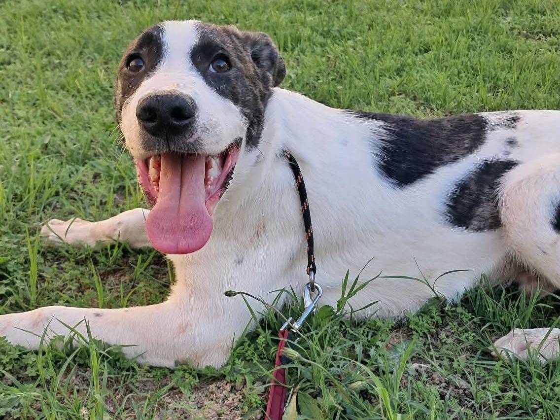 Vuoi adottare un cane a Messina?