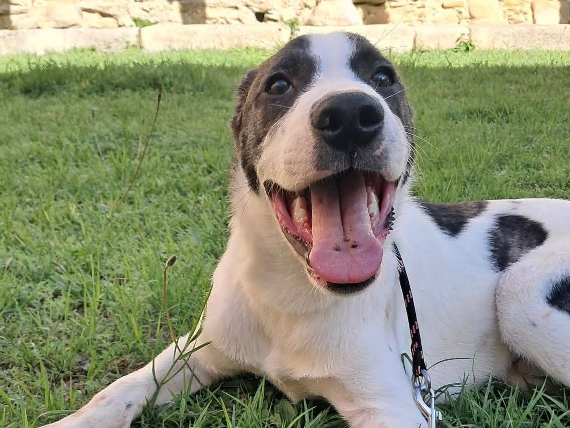Adotta il cane Tesoro a Messina