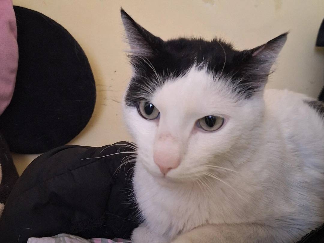 Vuoi adottare un gatto a Teramo?