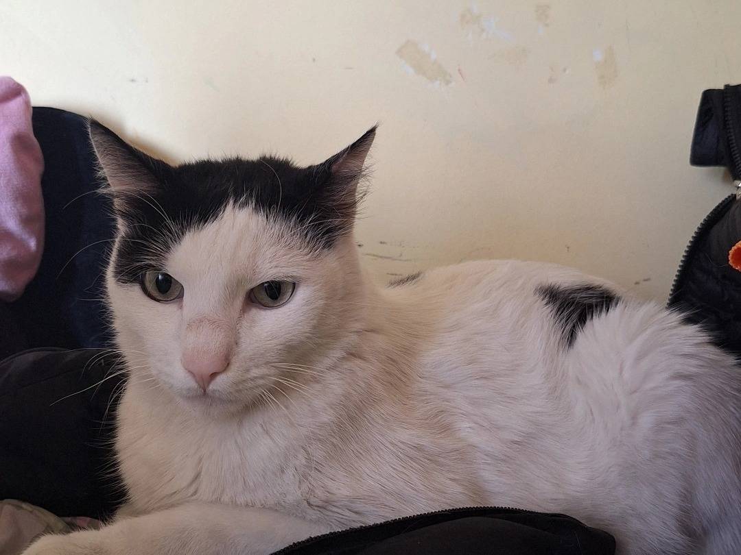 Adotta il gatto Merlino  a Teramo