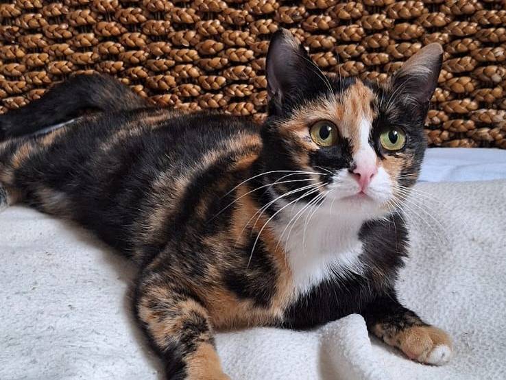 Adozione gatto, femmina, Razza sconosciuta Razza sconosciuta, 1 anno e 5 mesi, taglia non valida, Milano