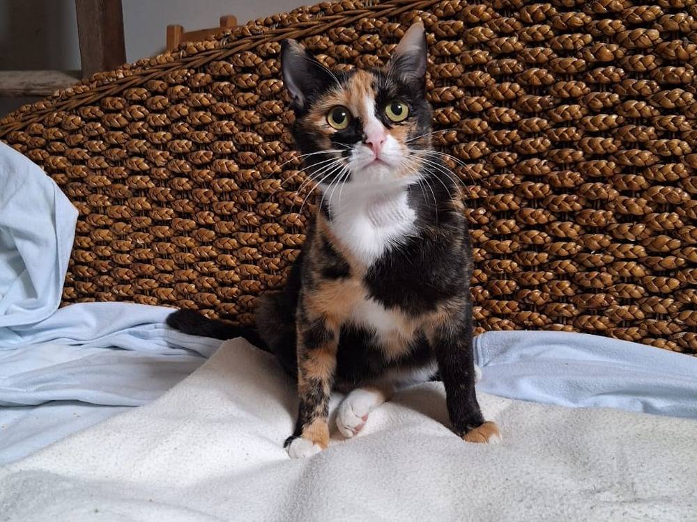 Adotta un gatto, femmina, 1 anno e 5 mesi, Milano
