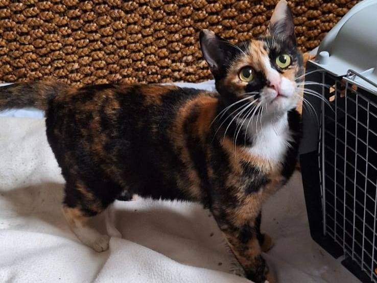 Adotta un gatto, taglia non valida, femmina, Milano
