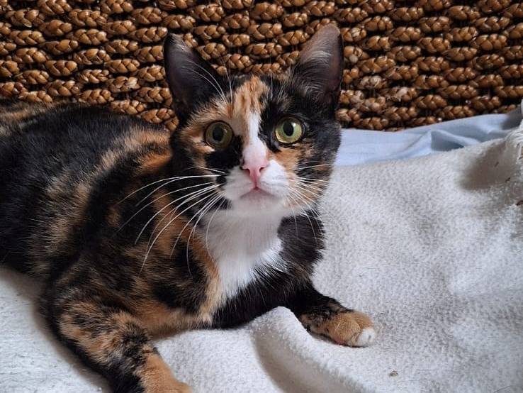 Vuoi adottare un gatto a Milano?