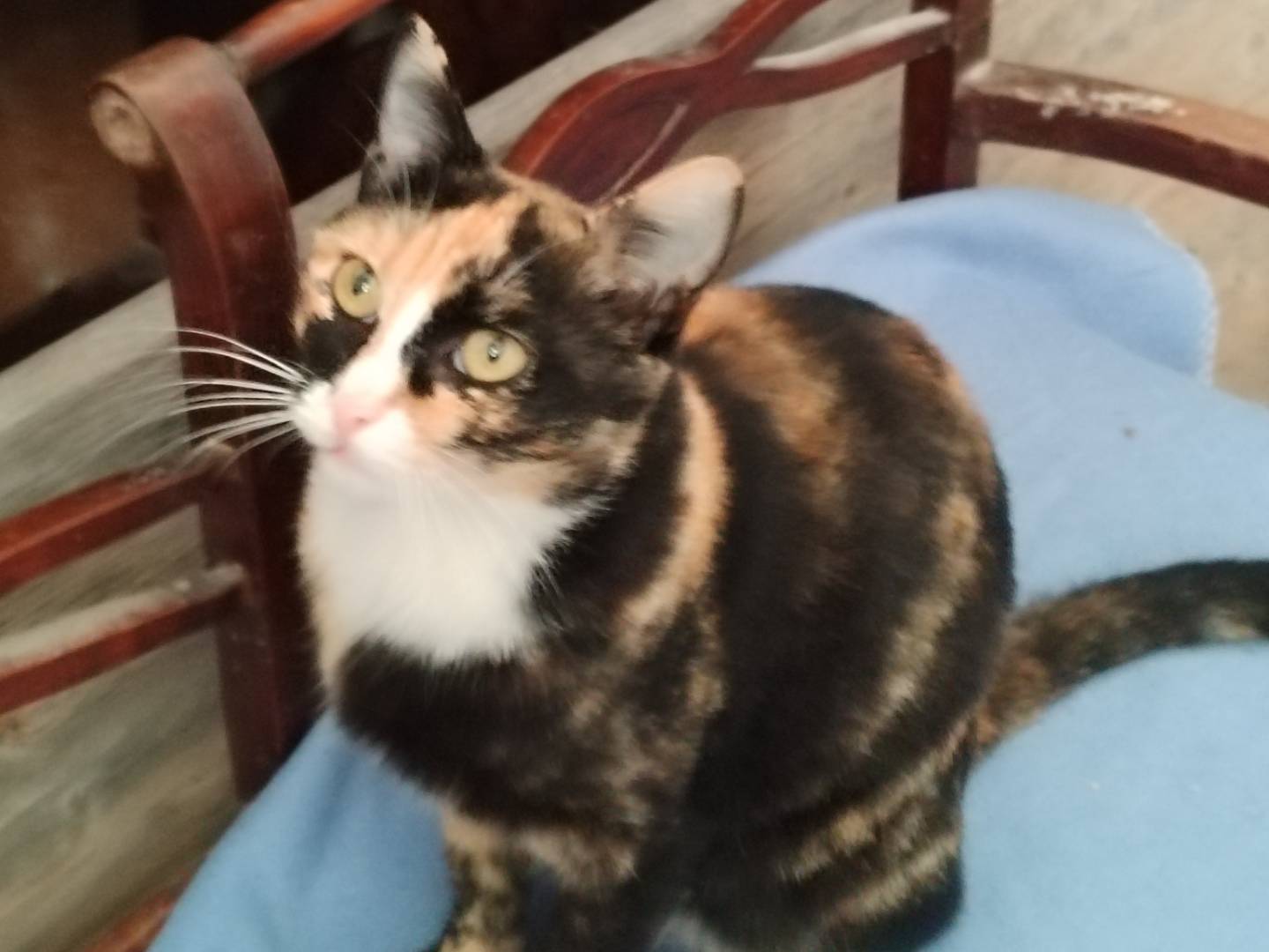 Adotta il gatto AUDA a Milano