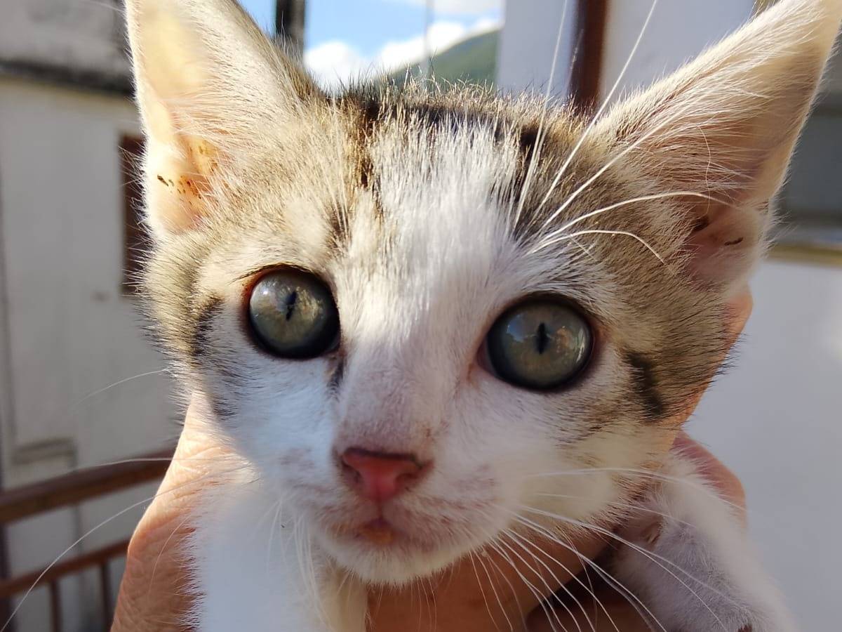 Adozione gatto, maschio, Razza sconosciuta Razza sconosciuta, 1 mesi, taglia non valida, Teramo