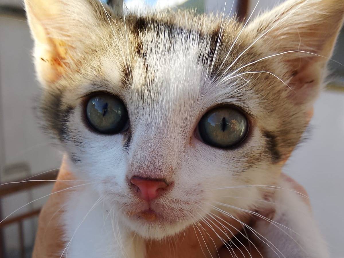 Adotta un gatto, maschio, 1 mesi, Teramo