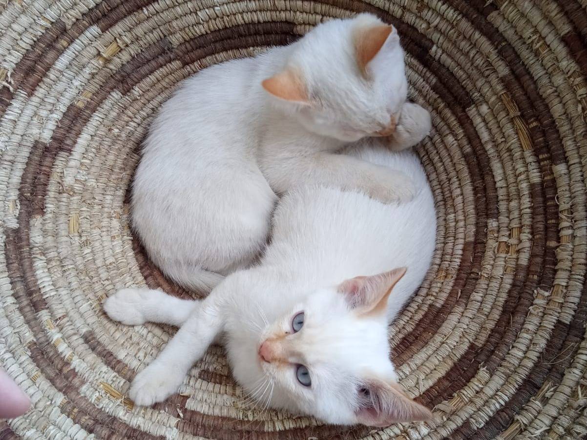 Adozione gatto, maschio, Razza sconosciuta Razza sconosciuta, 2 mesi, taglia non valida, Teramo