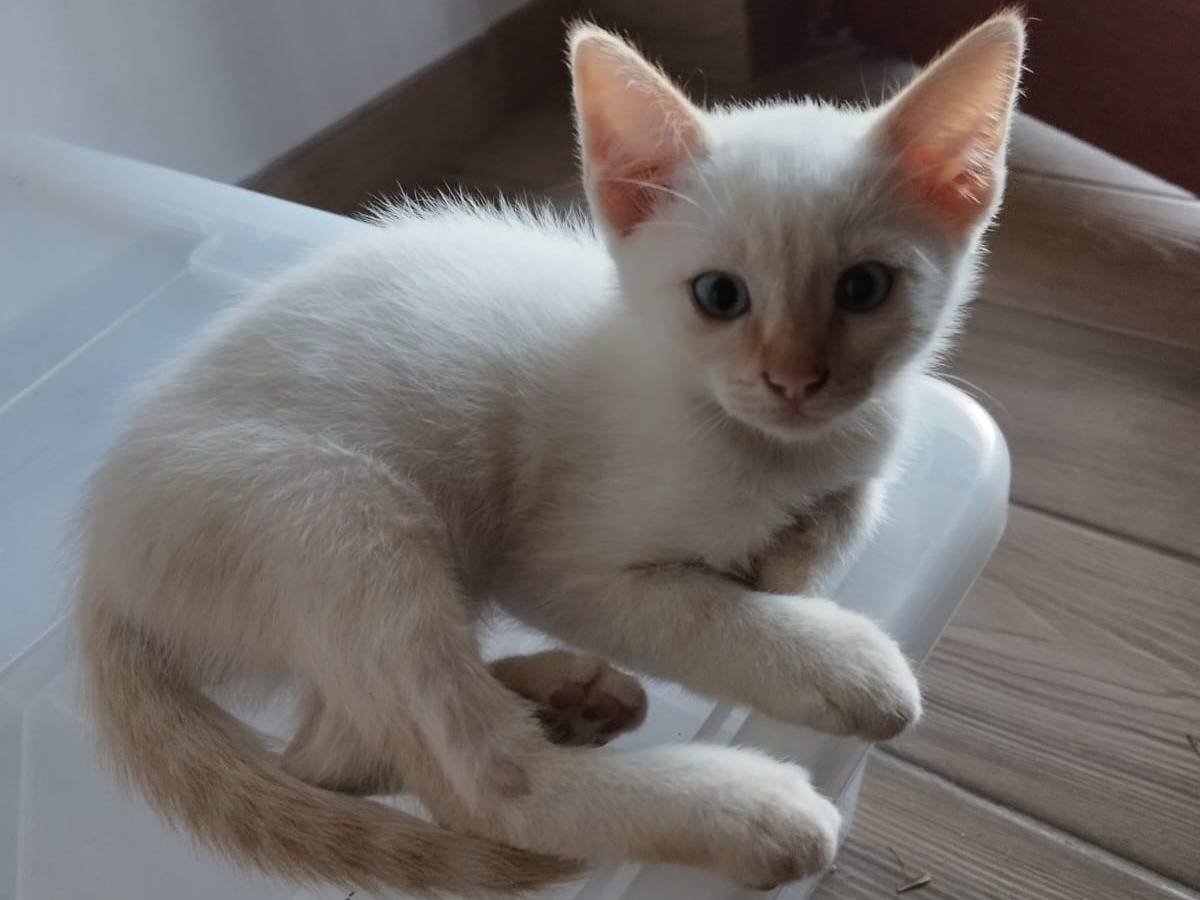 Adotta un gatto, maschio, 2 mesi, Teramo
