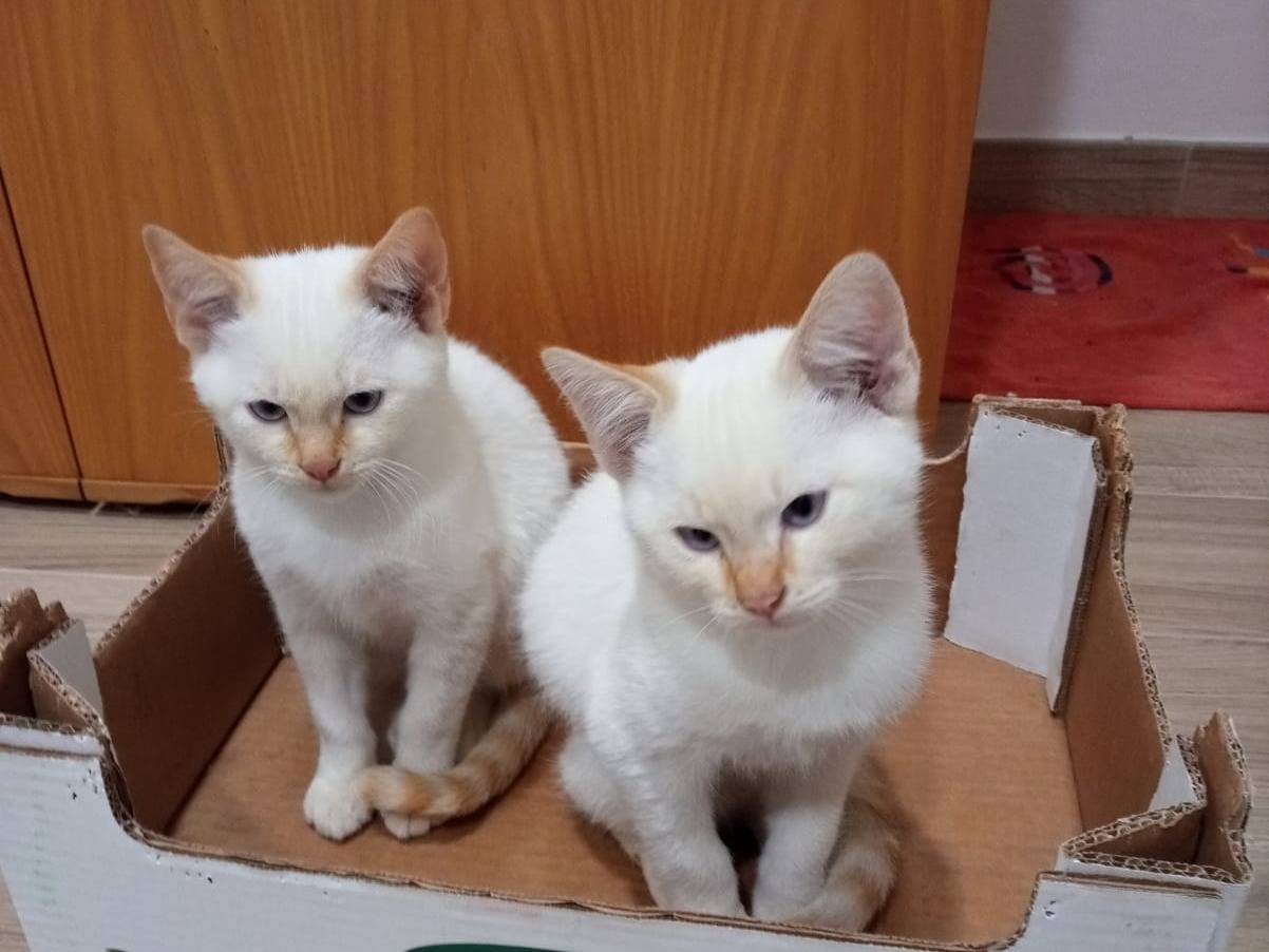 Adotta un gatto, taglia non valida, maschio, Teramo