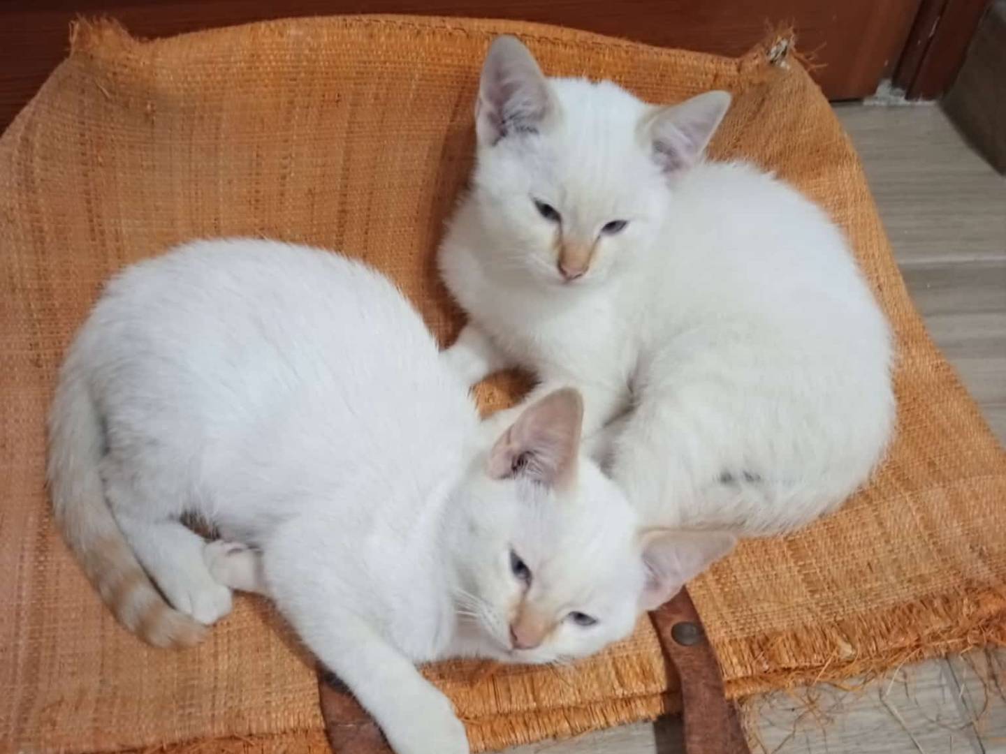 Vuoi adottare un gatto a Teramo?