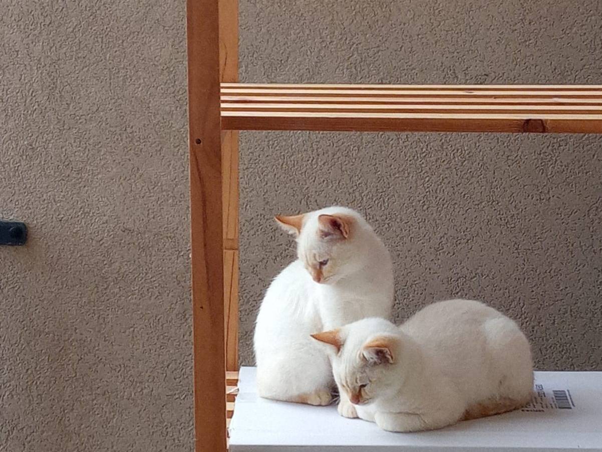 Adotta il gatto Pedro e Pascal a Teramo