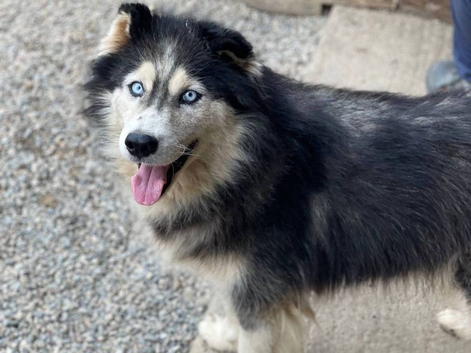 Adozione cane, maschio, Razza sconosciuta Razza sconosciuta, 5 anni e 4 mesi, taglia grande, Crotone