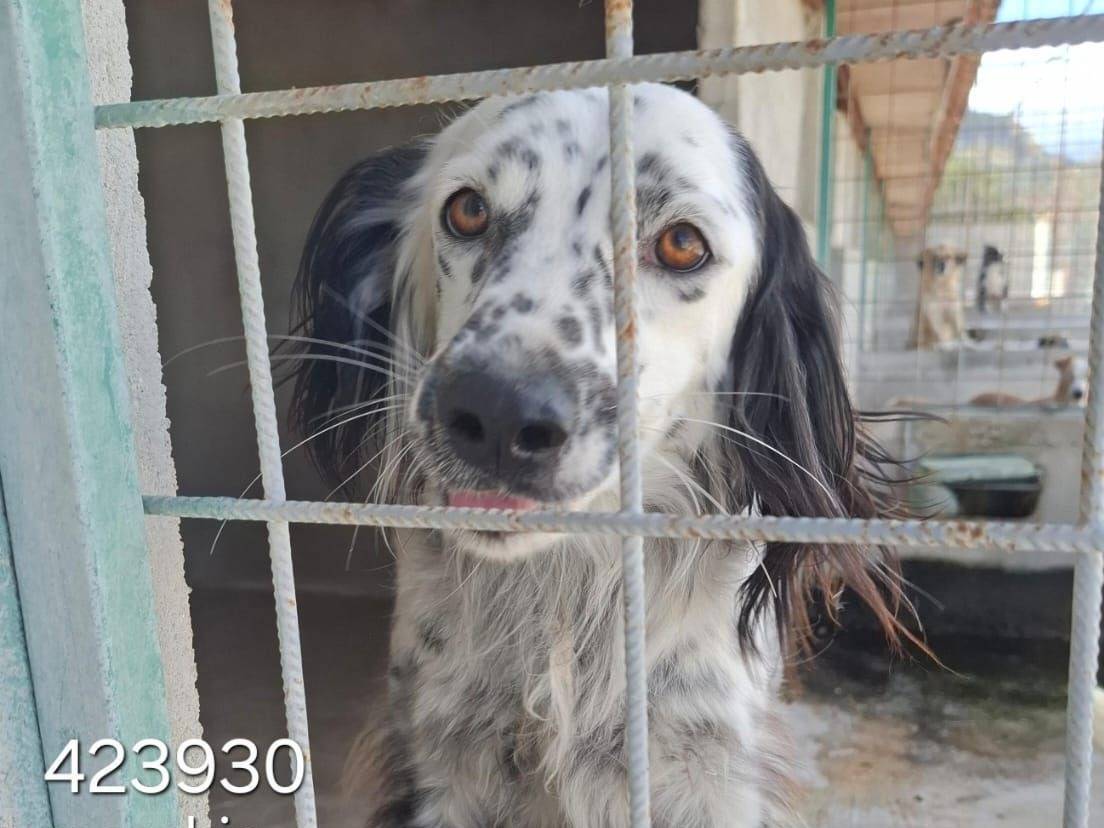 Adozione cane, maschio, Setter Inglese Razza sconosciuta, 2 anni e 4 mesi, taglia media, Crotone