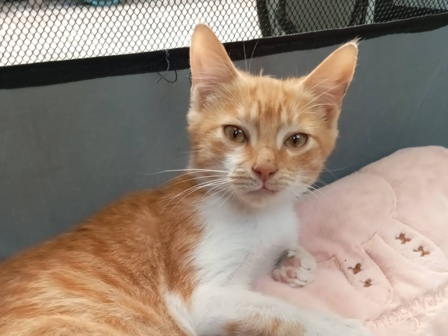 Adozione gatto, femmina, Razza sconosciuta Razza sconosciuta, 4 mesi, taglia non valida, Frosinone