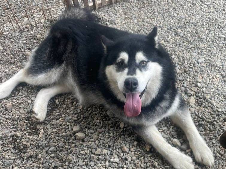 Adozione cane, femmina, Siberian Husky Razza sconosciuta, 5 anni e 4 mesi, taglia grande, Crotone