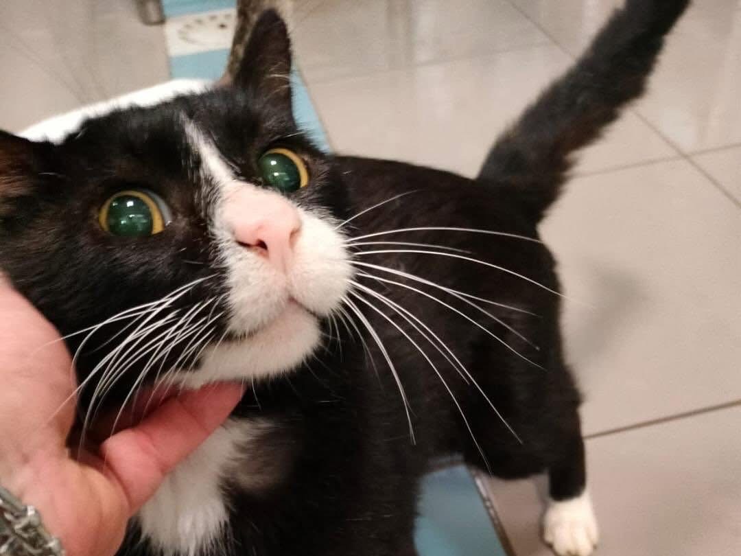 Adozione gatto, maschio, Razza sconosciuta Razza sconosciuta, 9 anni e 11 mesi, taglia non valida, Savona
