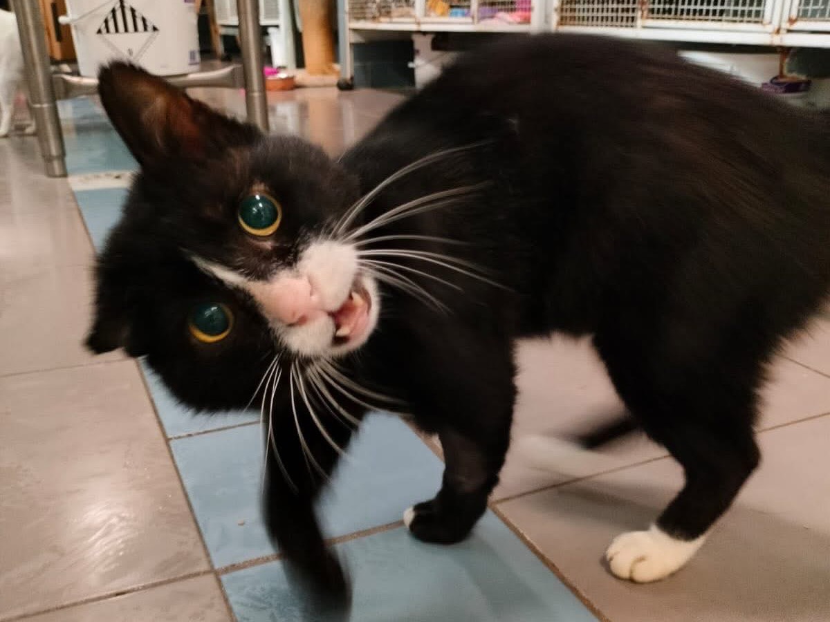 Adotta un gatto, maschio, 9 anni e 11 mesi, Savona