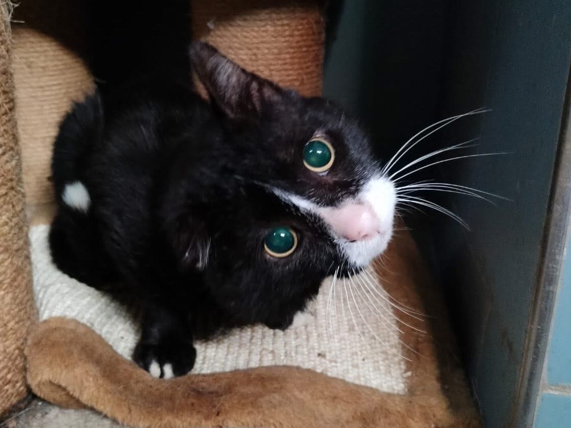 Adotta un gatto, taglia non valida, maschio, Savona