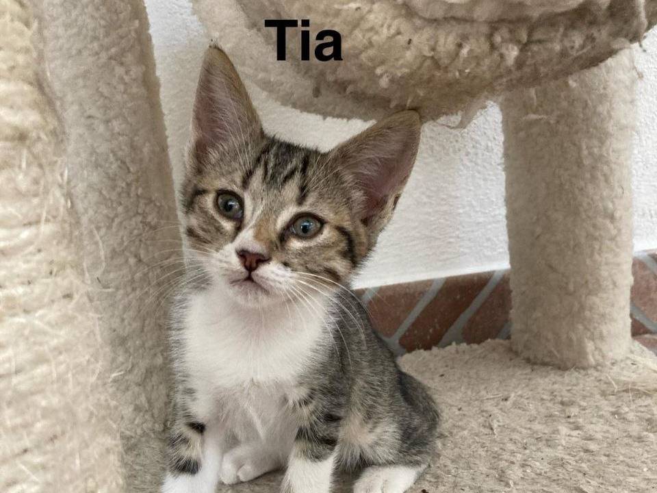 Adozione gatto, femmina, Razza sconosciuta Razza sconosciuta, 3 mesi, taglia non valida, Sud