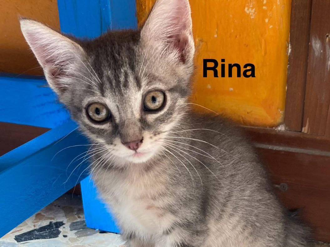 Adozione gatto, femmina, Razza sconosciuta Razza sconosciuta, 3 mesi, taglia non valida, Sud