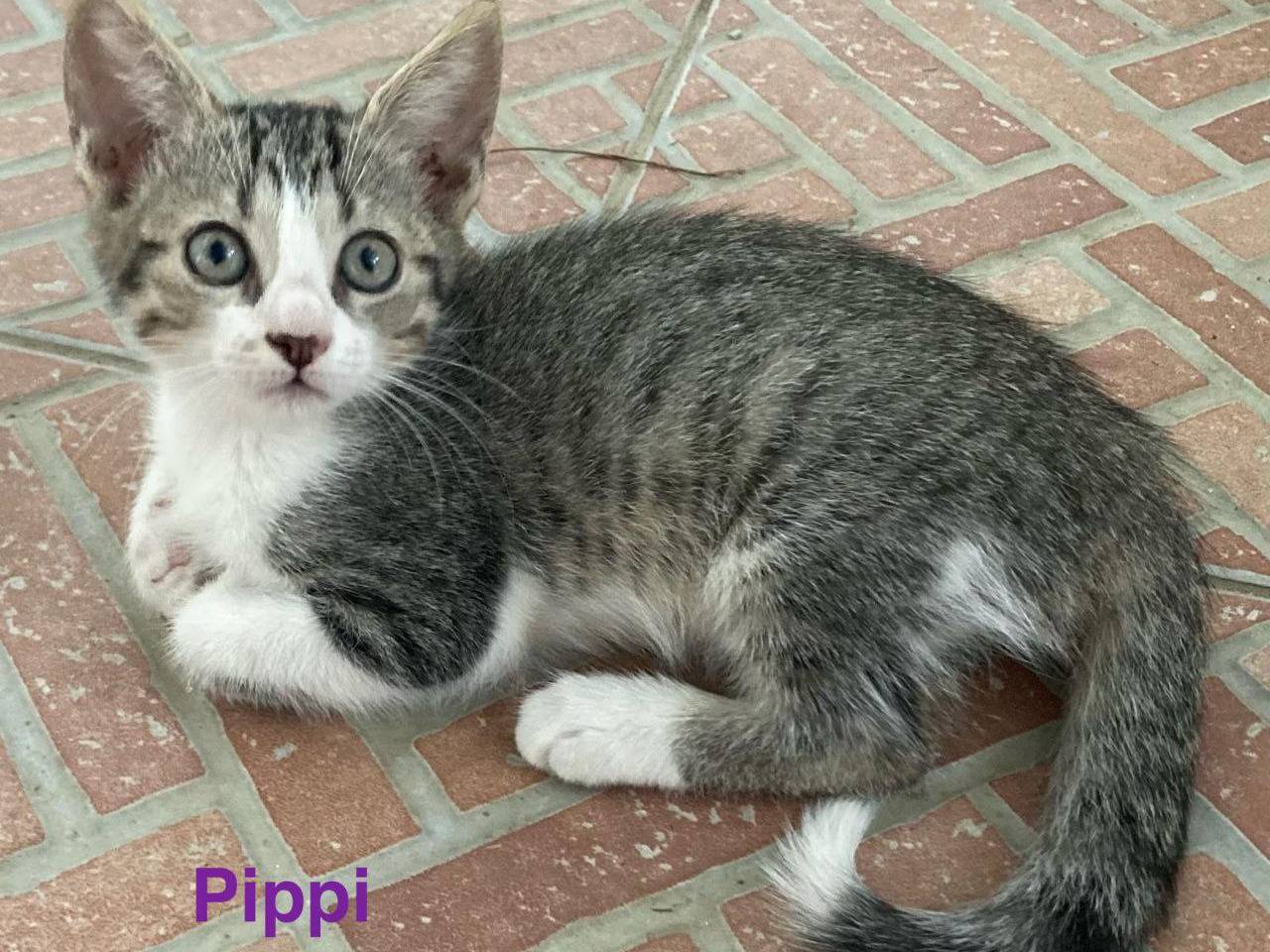 Adozione gatto, femmina, Razza sconosciuta Razza sconosciuta, 3 mesi, taglia non valida, Sud