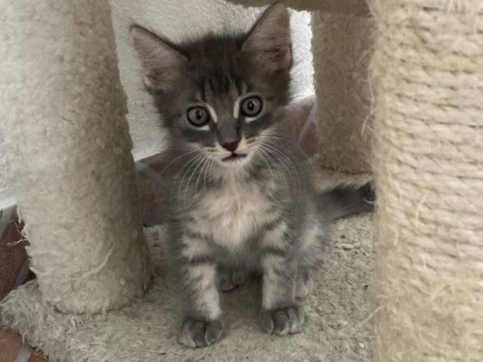 Adozione gatto, femmina, Razza sconosciuta Razza sconosciuta, 3 mesi, taglia non valida, Sud