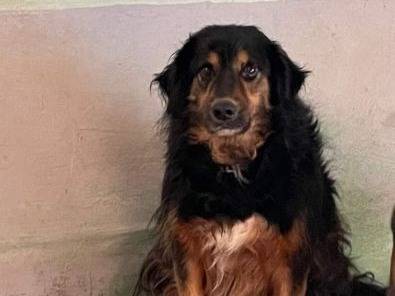 Adozione cane, maschio, Razza sconosciuta Razza sconosciuta, 7 anni e 9 mesi, taglia media, Frosinone