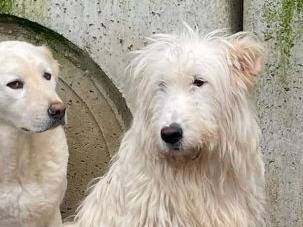 Adotta un cane, maschio, 6 anni e 8 mesi, Frosinone