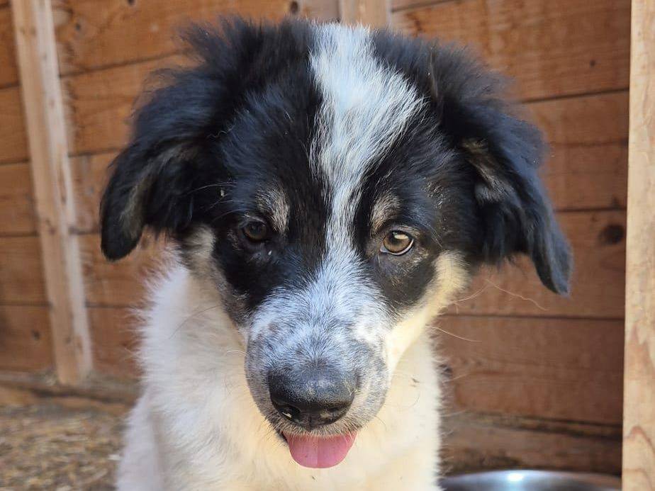 Adotta un cane, maschio, 4 mesi, Frosinone