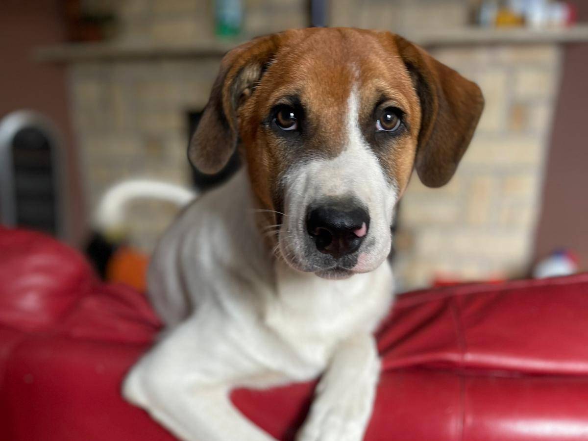 Adozione cane, maschio, Razza sconosciuta Razza sconosciuta, 6 mesi, taglia media, Frosinone