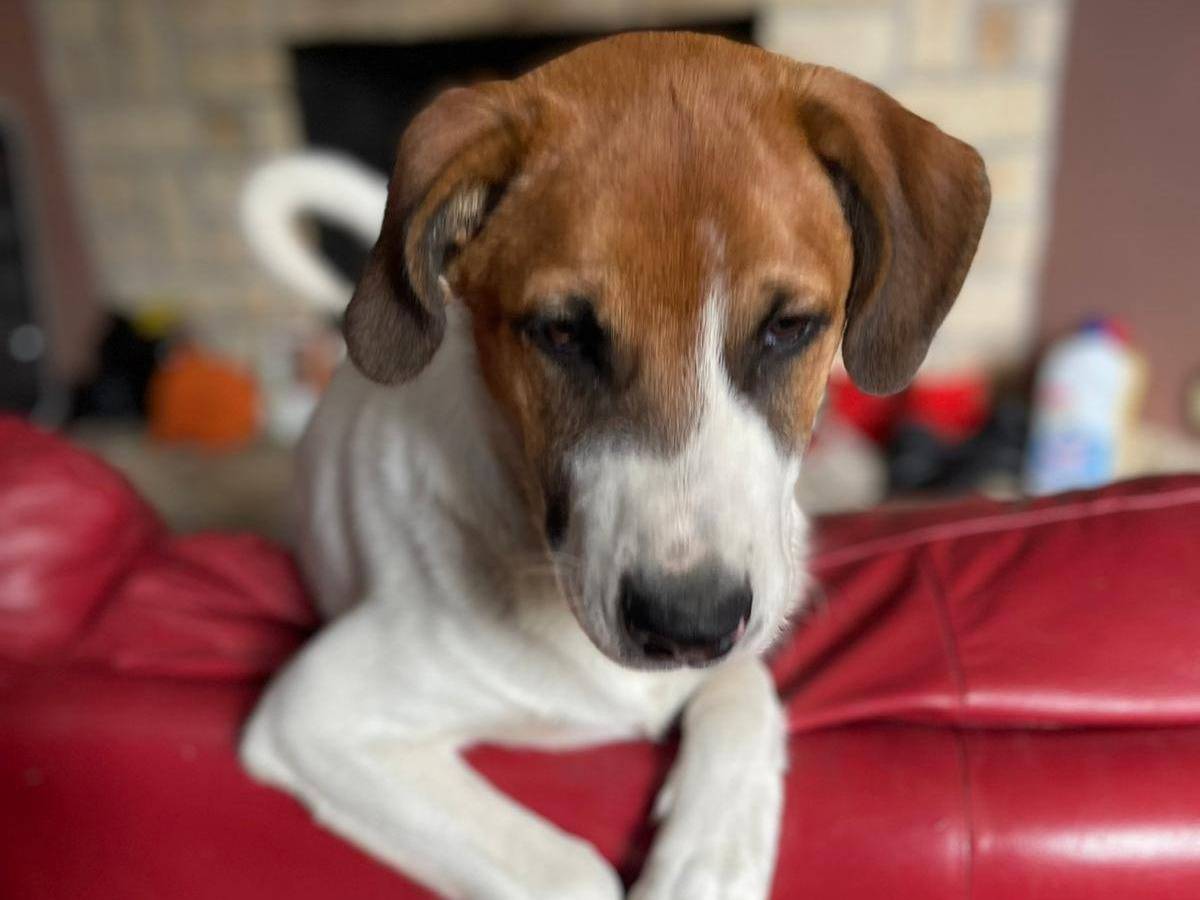 Adotta un cane, maschio, 6 mesi, Frosinone