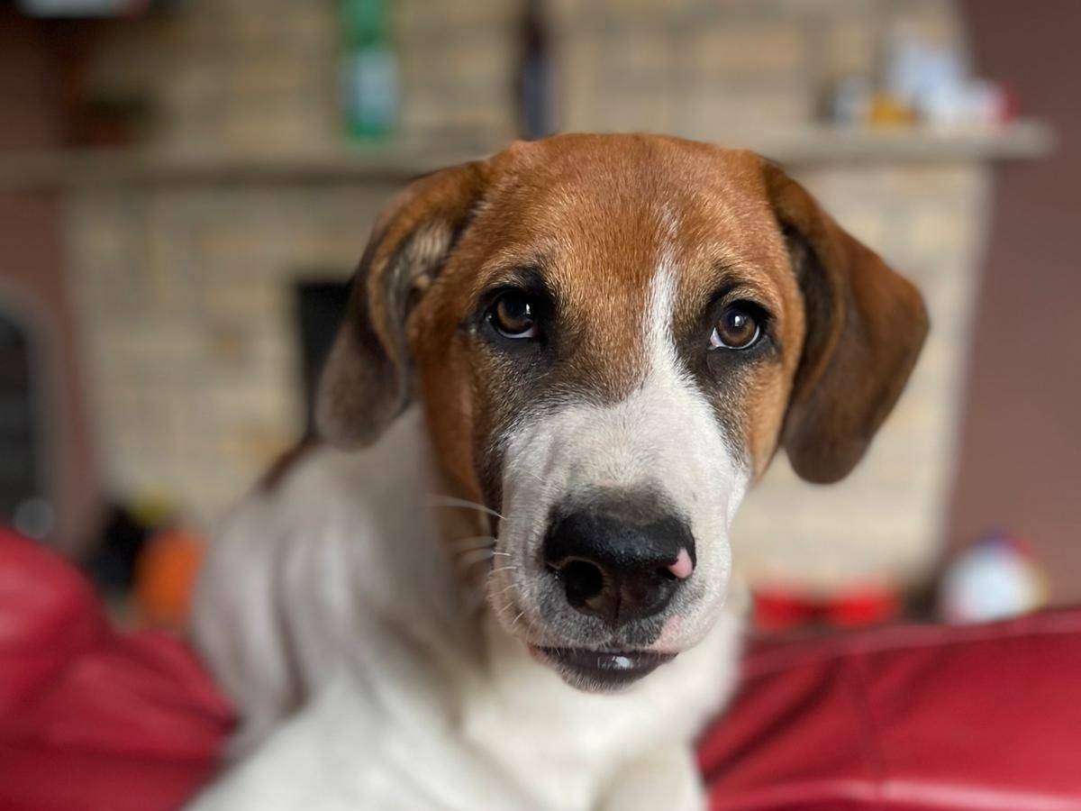 Adotta un cane, taglia media, maschio, Frosinone