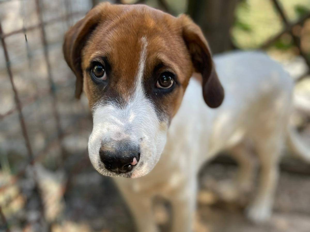 Vuoi adottare un cane a Frosinone?