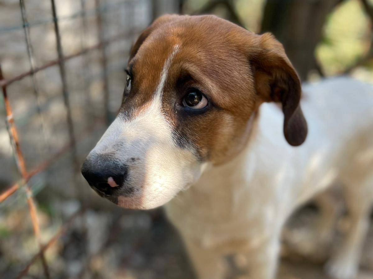 Adotta il cane Bubi a Frosinone