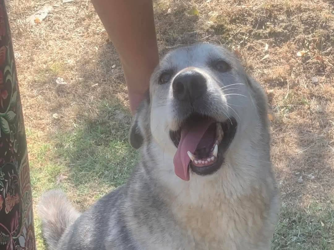 Adozione cane, femmina, Razza sconosciuta Razza sconosciuta, 7 anni e 9 mesi, taglia media, Frosinone