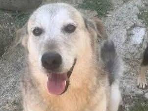Adotta un cane, femmina, 7 anni e 9 mesi, Frosinone