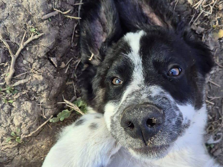 Adotta un cane, maschio, 4 mesi, Frosinone