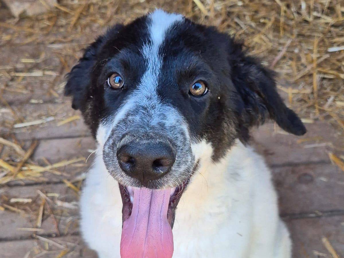 Adotta un cane, taglia media, maschio, Frosinone