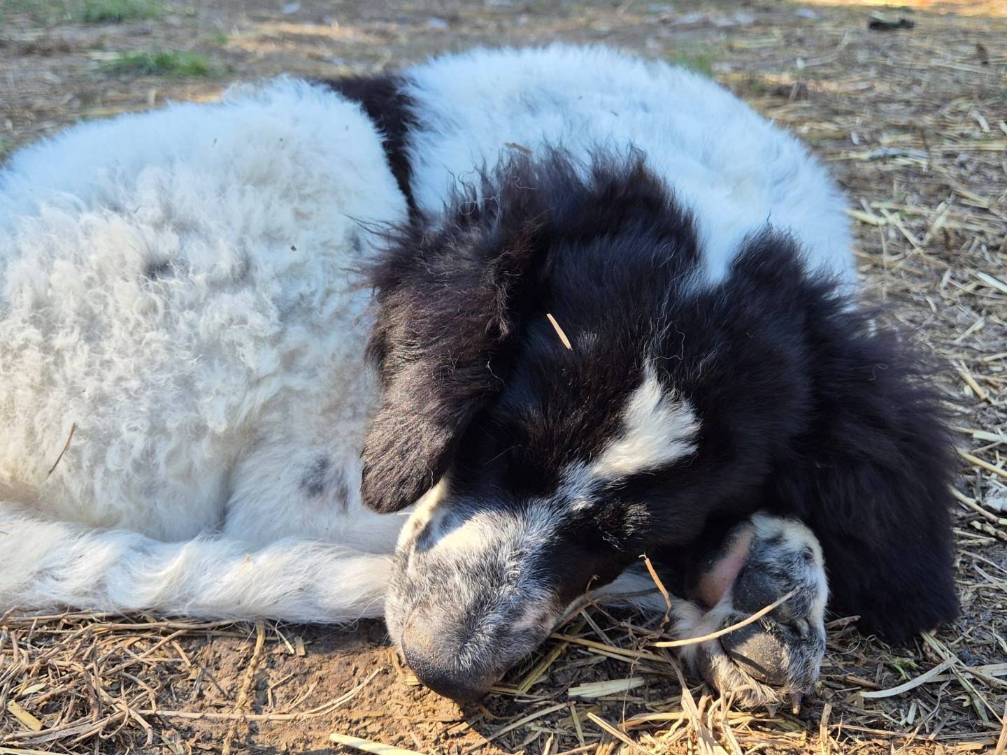 Vuoi adottare un cane a Frosinone?