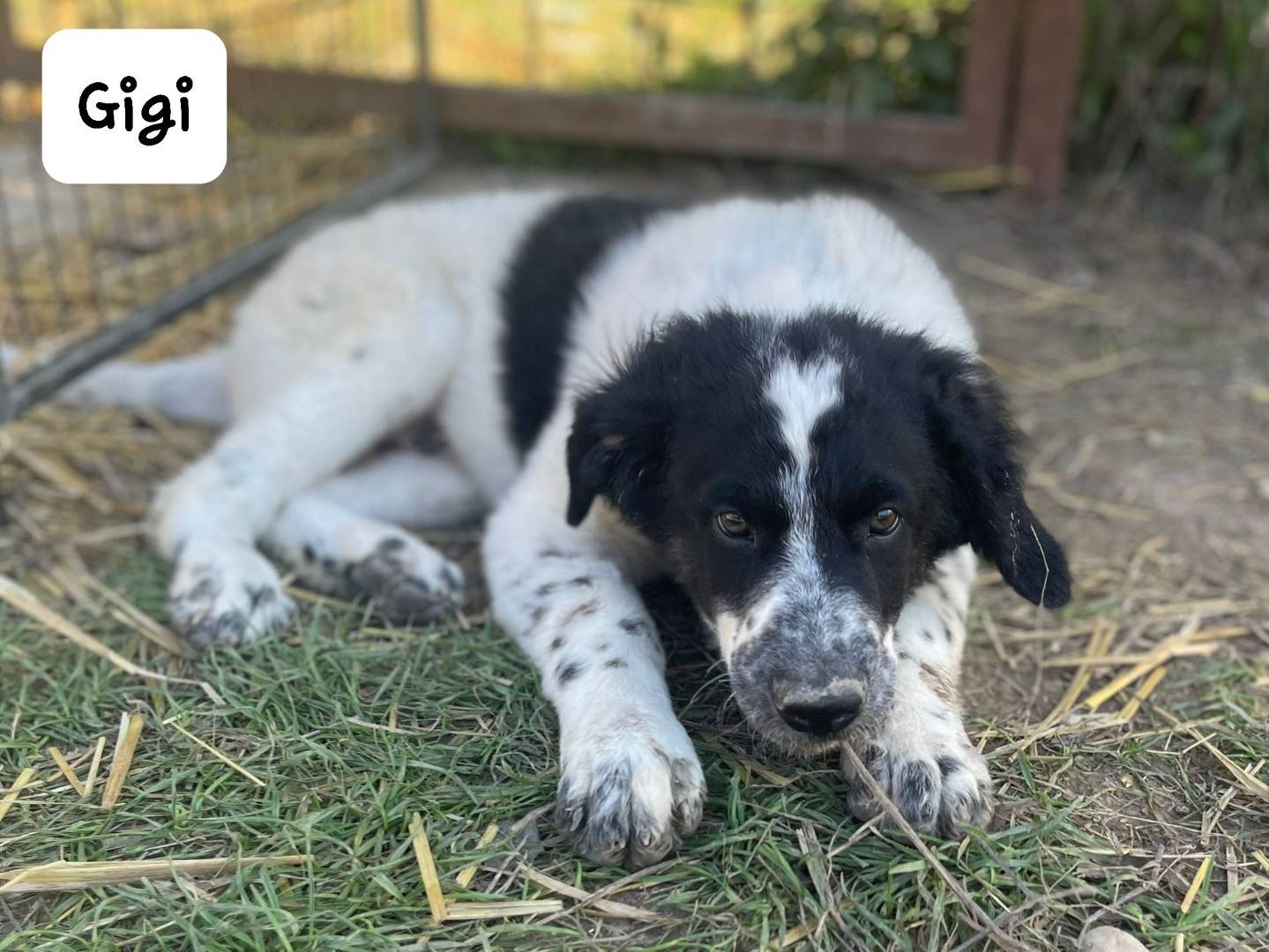 Adotta il cane Gigi a Frosinone