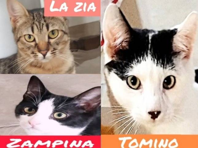 Adozione gatto, maschio, Razza sconosciuta Razza sconosciuta, 4 mesi, taglia non valida, Asti