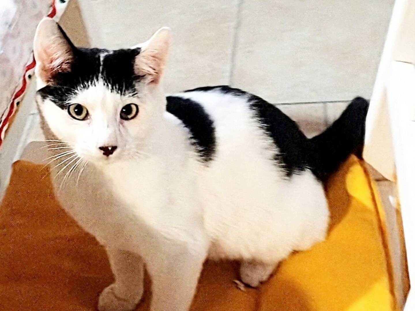 Adotta un gatto, taglia non valida, maschio, Asti