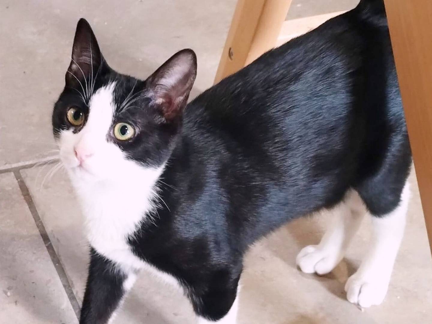 Vuoi adottare un gatto a Asti?