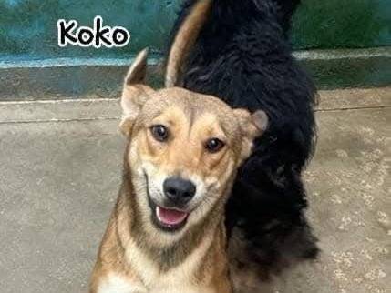 Adotta un cane, femmina, 2 anni e 7 mesi, Frosinone